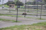 resIMG_20160617_150353_6237.jpg